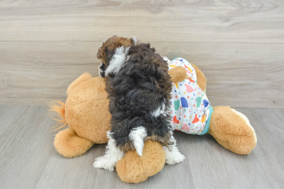 Playful Havadoodle Poodle Mix Puppy