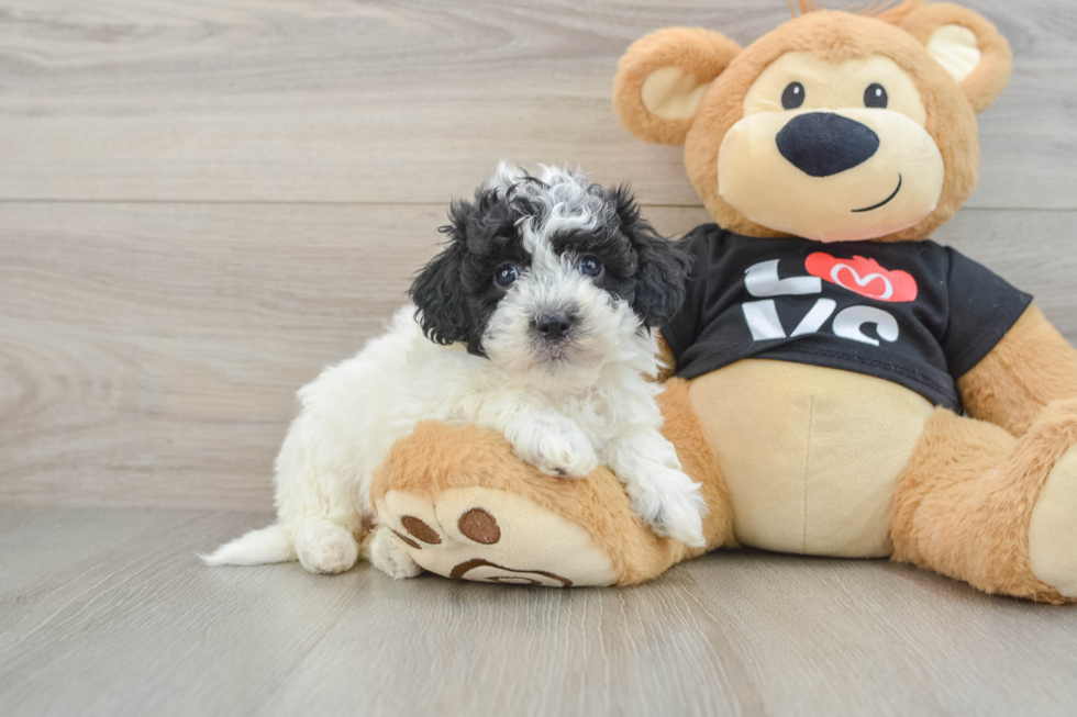 Havapoo Puppy for Adoption