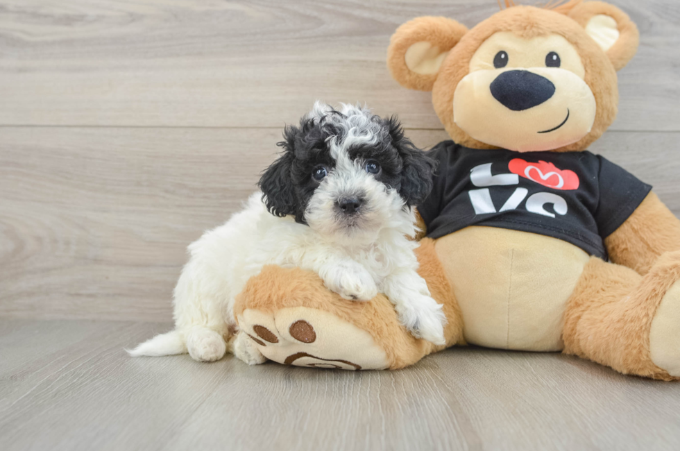 6 week old Havapoo Puppy For Sale - Lone Star Pups