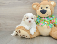 7 week old Havapoo Puppy For Sale - Lone Star Pups