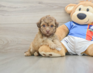8 week old Havapoo Puppy For Sale - Lone Star Pups