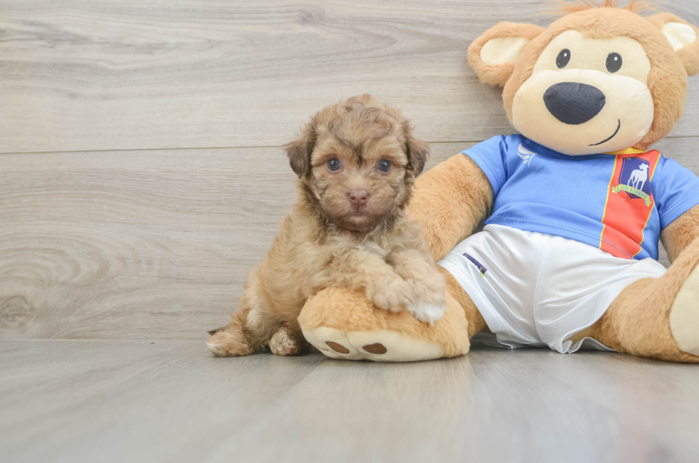 5 week old Havapoo Puppy For Sale - Lone Star Pups