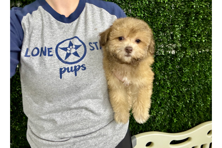 Cute Havadoodle Poodle Mix Puppy