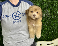 9 week old Havapoo Puppy For Sale - Lone Star Pups