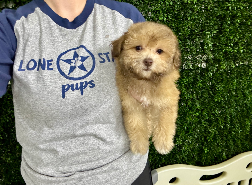 Cute Havadoodle Poodle Mix Puppy