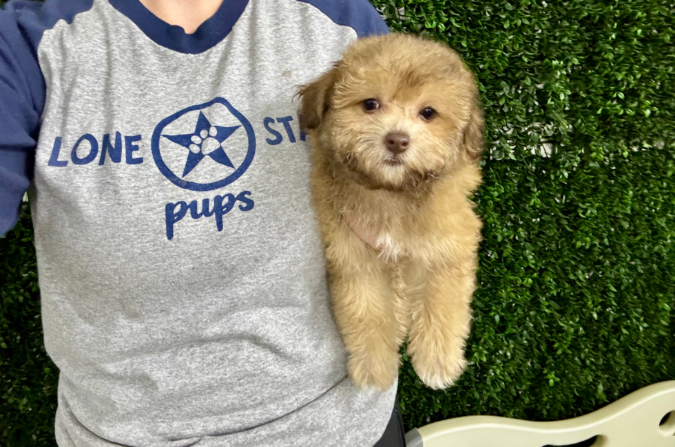 10 week old Havapoo Puppy For Sale - Lone Star Pups