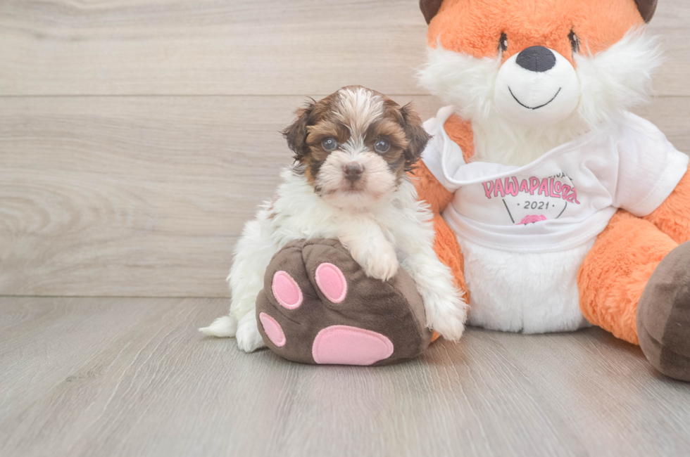 5 week old Havapoo Puppy For Sale - Lone Star Pups