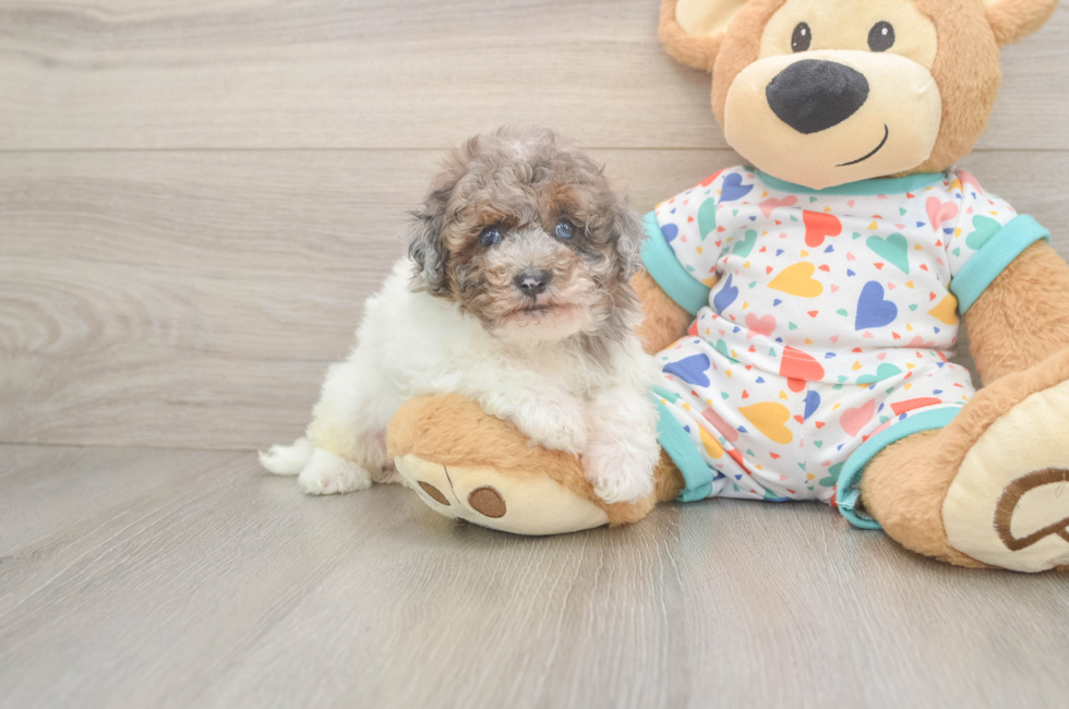 5 week old Havapoo Puppy For Sale - Lone Star Pups