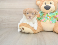 8 week old Havapoo Puppy For Sale - Lone Star Pups