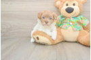 Best Havapoo Baby