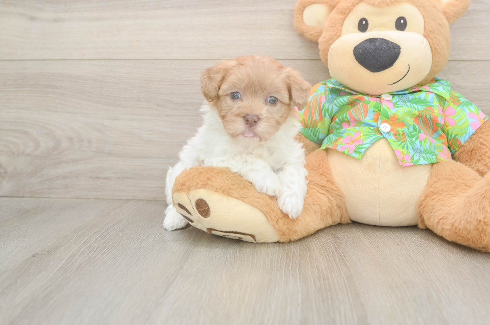 5 week old Havapoo Puppy For Sale - Lone Star Pups