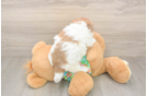Havapoo Pup Being Cute