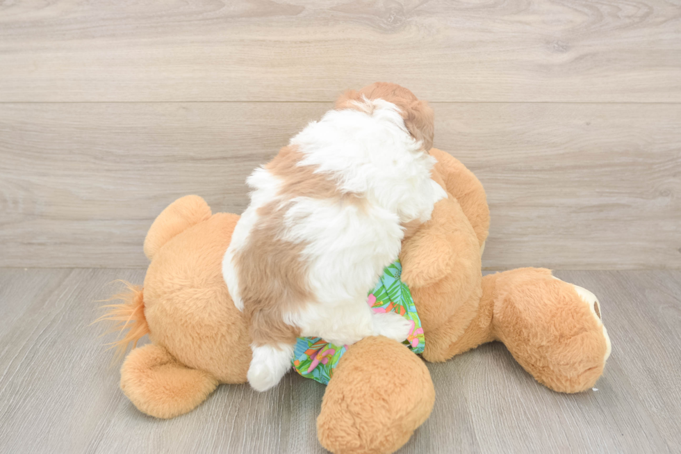 Havapoo Pup Being Cute