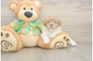 Adorable Havadoodle Poodle Mix Puppy