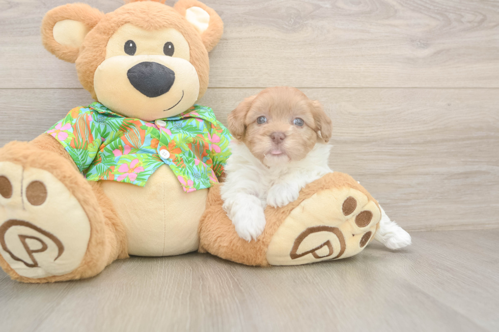 Adorable Havadoodle Poodle Mix Puppy