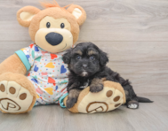 7 week old Havapoo Puppy For Sale - Lone Star Pups