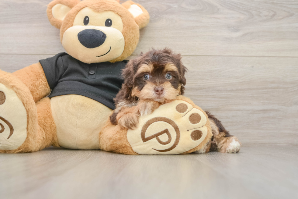 Havapoo Pup Being Cute