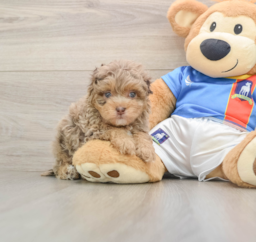 5 week old Havapoo Puppy For Sale - Lone Star Pups