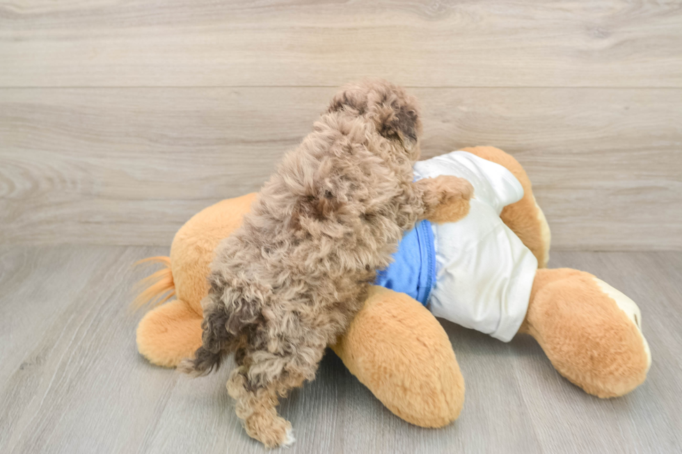 Havapoo Puppy for Adoption