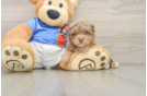 Best Havapoo Baby