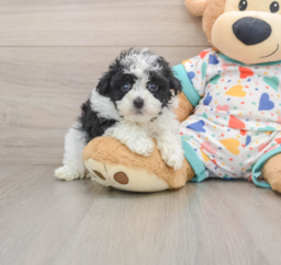 7 week old Havapoo Puppy For Sale - Lone Star Pups