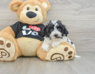 7 week old Havapoo Puppy For Sale - Lone Star Pups