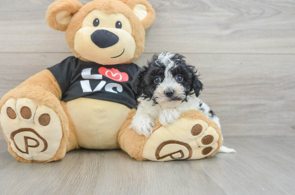 6 week old Havapoo Puppy For Sale - Lone Star Pups