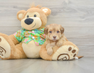 7 week old Havapoo Puppy For Sale - Lone Star Pups