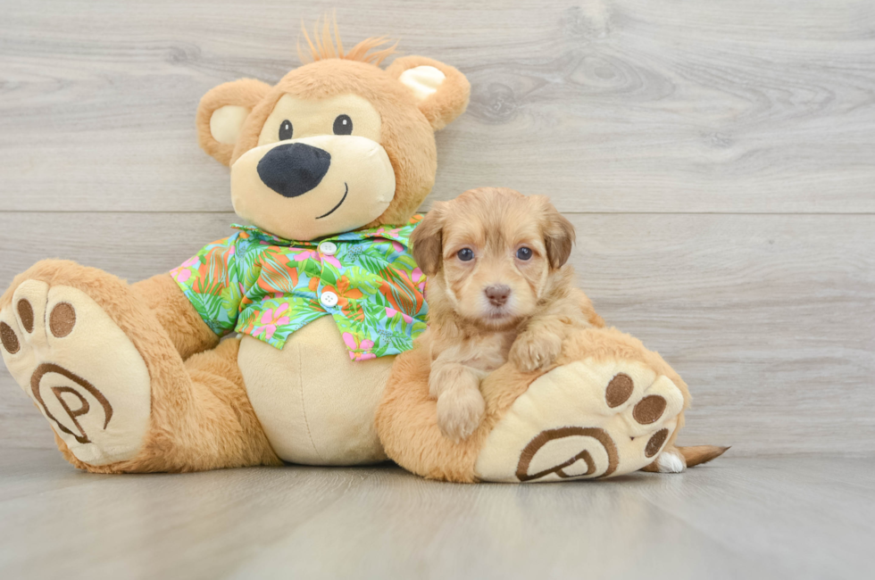 5 week old Havapoo Puppy For Sale - Lone Star Pups
