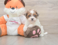 7 week old Havapoo Puppy For Sale - Lone Star Pups