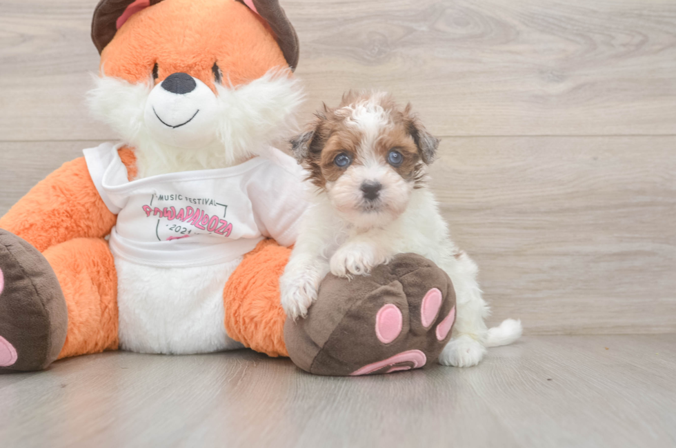 5 week old Havapoo Puppy For Sale - Lone Star Pups