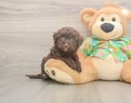 8 week old Havapoo Puppy For Sale - Lone Star Pups