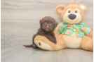 Popular Havapoo Poodle Mix Pup