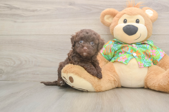 Popular Havapoo Poodle Mix Pup