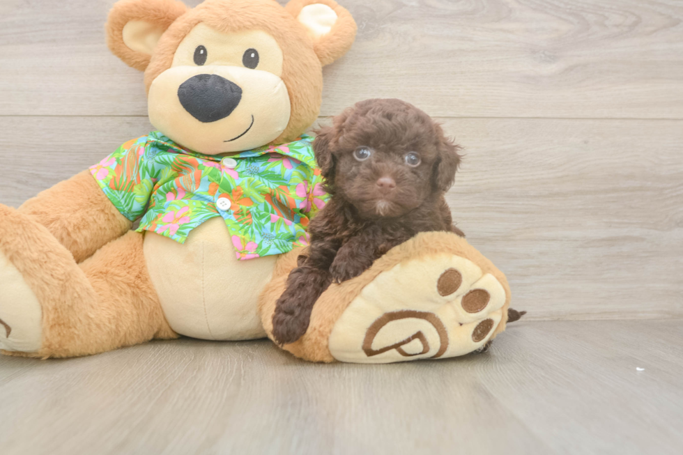 Havapoo Pup Being Cute