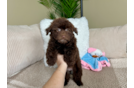 Cute Havadoodle Poodle Mix Puppy