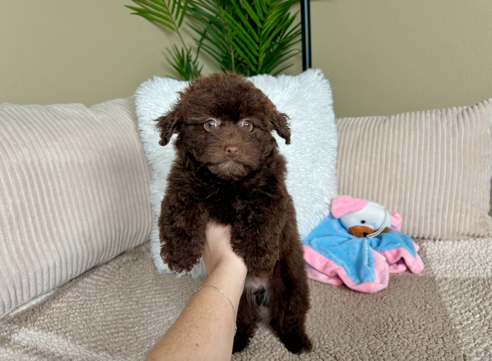 Cute Havadoodle Poodle Mix Puppy
