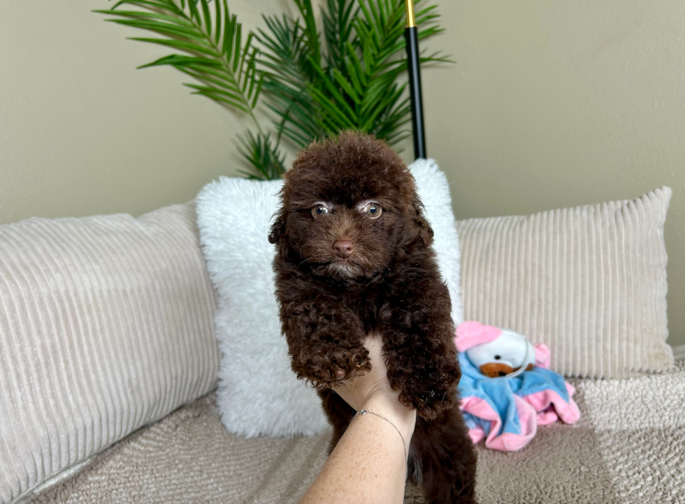 Cute Havadoodle Poodle Mix Puppy