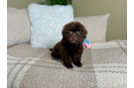 Cute Havapoo Poodle Mix Pup