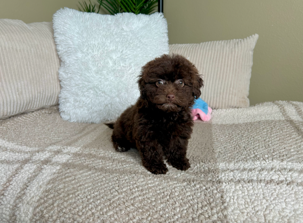 Cute Havapoo Poodle Mix Pup
