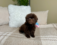 9 week old Havapoo Puppy For Sale - Lone Star Pups