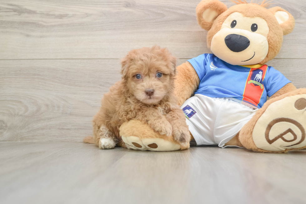 Havapoo Pup Being Cute