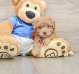 5 week old Havapoo Puppy For Sale - Lone Star Pups