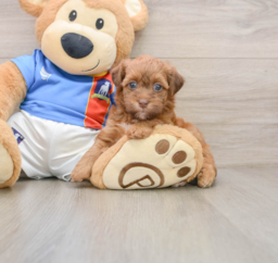 6 week old Havapoo Puppy For Sale - Lone Star Pups