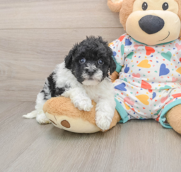 7 week old Havapoo Puppy For Sale - Lone Star Pups
