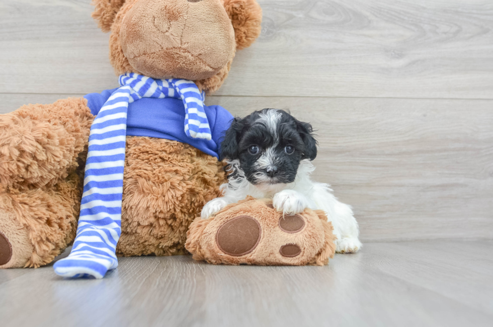 7 week old Havapoo Puppy For Sale - Lone Star Pups