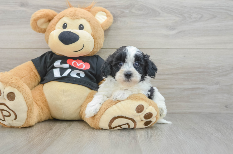 6 week old Havapoo Puppy For Sale - Lone Star Pups