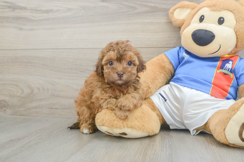 5 week old Havapoo Puppy For Sale - Lone Star Pups