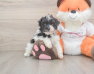 7 week old Havapoo Puppy For Sale - Lone Star Pups