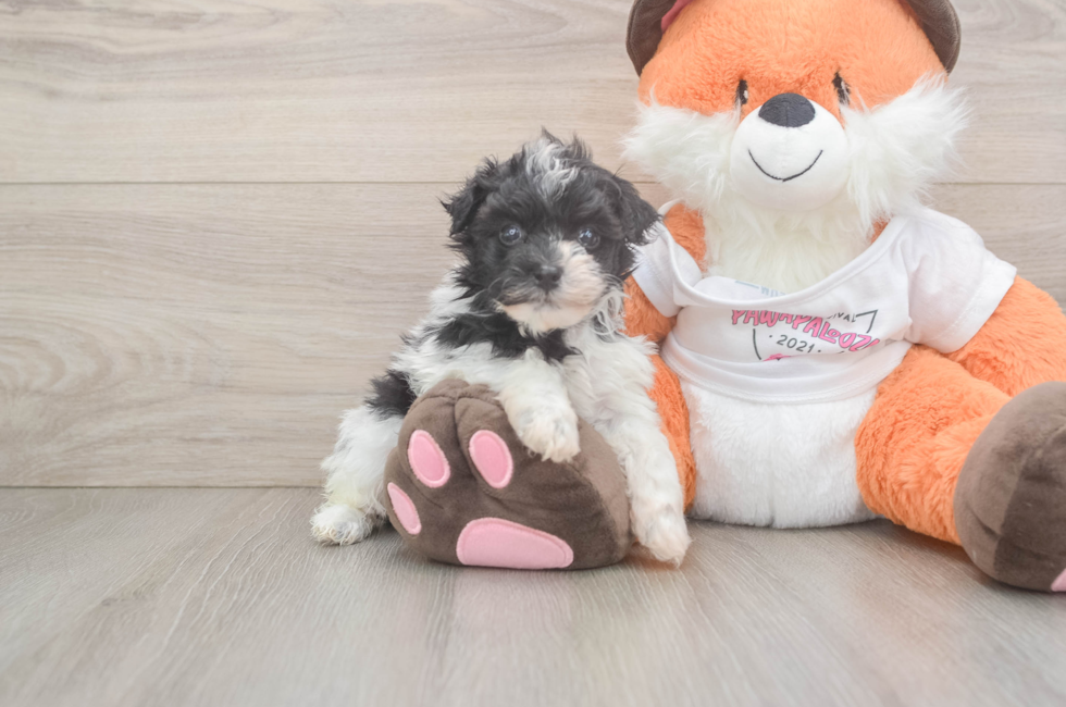 5 week old Havapoo Puppy For Sale - Lone Star Pups